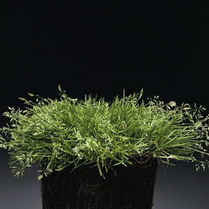 Poa annua annua pot.jpg